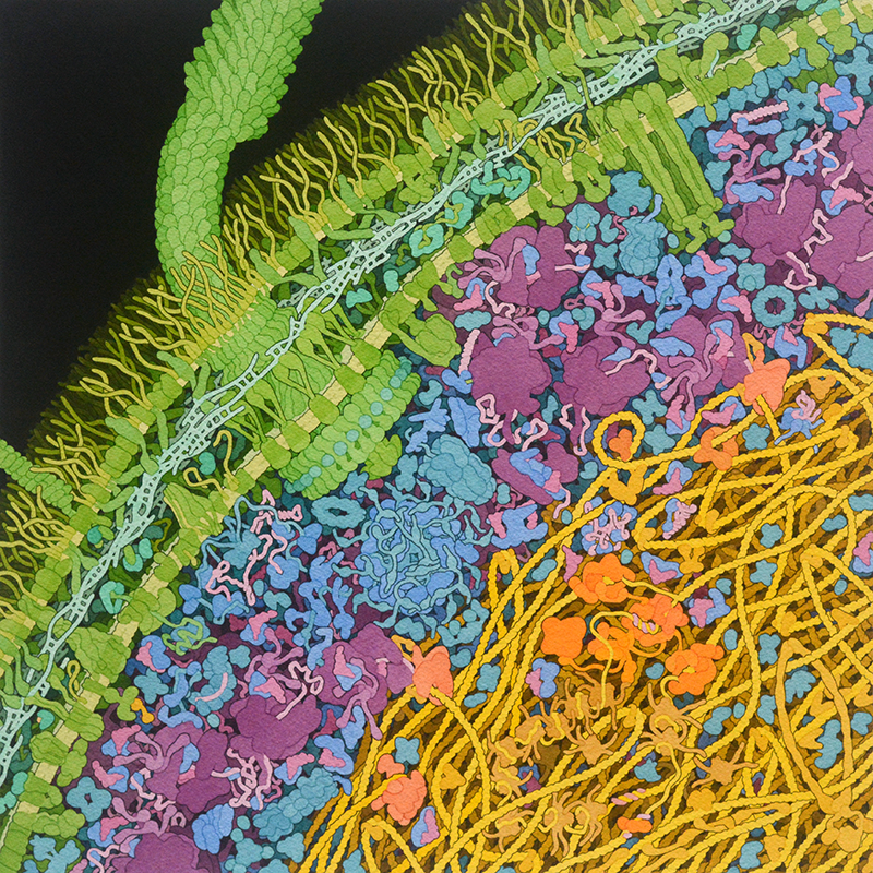 Cross-section of an Escherichia coli cell, painted by David S. Goodsell